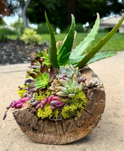 Living succulent art displayed in a wooden log